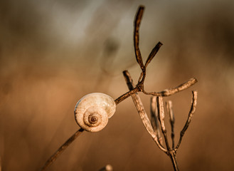small snail house macro on a dried plant