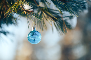 Wall Mural - blue christmas ball on branch of spruce outdoor, happy new year.