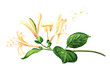 Branch of honeysuckle with flowers and leaves, Watercolor hand drawn illustration isolated on white background