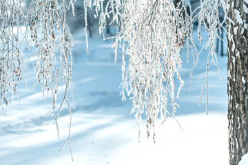 Winter landscape with frosty trees and bushes white snowy sunny winter day.