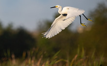 White Egrets In Cross Creek Ranch Texas