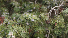 Genévrier Oxycèdre à Gros Fruits Ou Genévrier Cade Aux Baies Rondes Bleu Verdâtre à Brun Rouge (Juniperus Oxycedrus Subsp. Macrocarpa)