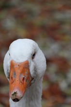 Closeup Of A White Duck With An Orange Beak Standing In A Garden With Leaves On A Blurry Background