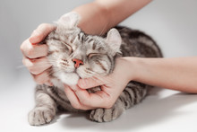 Happy Cat Lovely Comfortable Sleeping By The Woman Stroking Hand Grip At . Love To Pet Concept . American Curl Cat Silver Tabby Color Cute Ginger Kitten In The Fluffy Pet Comfortably Is Happy.