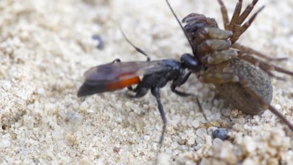 Arthropot bug or insect pulling a killed spider. macro video