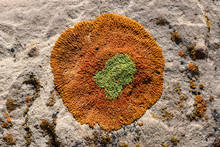 Crustose Lichen Formed In A Round Shape In Southern Utah Desert