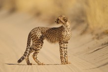 Cheetah Standing On A Sandy Road In The Middle Of The Desert