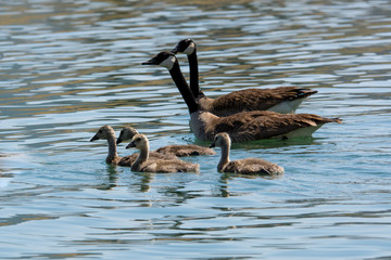 Wall Mural - Family of canadian geese swimming in water .