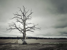 Dead Tree In Rural Landscape