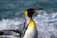 The King Penguin, The Second-largest Penguin Species, Along The Shores Of South Georgia Island In The Southern Ocean