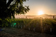 morning sunrise over vineyard estate