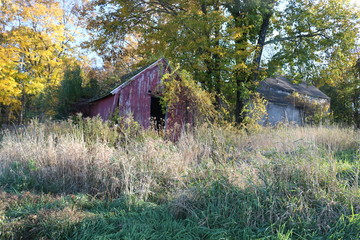 Old abandoned farm wooden barn covered in vines