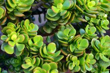 Crassula Ovata (Jade Plant,Money Plant,Friendship Tree) Succulent Plant In A Tropical Garden.Selective Focus.