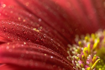 Poster - Selective focus shot of the red petals of a chrysanthemum flower with small dewdrops on them