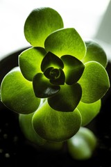 Sticker - Selective focus shot of a Echeveria plant