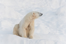Cute Calm Polar Bear Sitting On White Snow With Closed Eyes