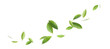 Leinwandbild Motiv Fresh green citrus leaves on white background
