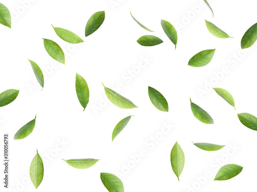 Cuadros en Lienzo Flying fresh citrus leaves on white background