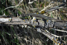 Gray Lizard On Ranch Without Leaves, Macro Close Up Detail, Soft Blurry Bokeh Background