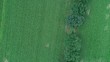 Drohnen Flug- und Luftaufnahme über einem Rapsfeld, junge Pflanzen