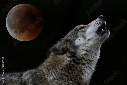 Howling Wolf In Front Of Full Moon Heulender Wolf Vor Vollmond Buy This Stock Photo And Explore Similar Images At Adobe Stock Adobe Stock