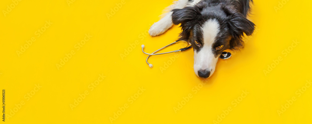 Obraz na płótnie Puppy dog border collie and stethoscope isolated on yellow background. Little dog on reception at veterinary doctor in vet clinic. Pet health care and animals concept Banner w salonie