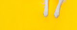 Funny puppy dog border collie paws close up isolated on yellow background. Pet care and animals concept. Dog foot leg overhead top view. Flat lay copy space place for text Banner