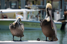Pelicans Pier