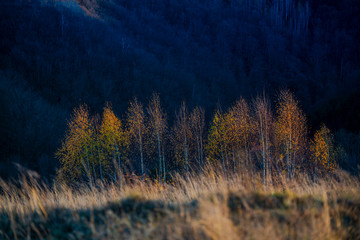 Wall Mural - November birch in the morning