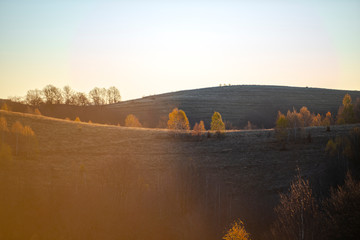 Wall Mural - November birch in the morning