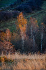 Sticker - November birch in the morning