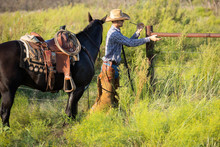 Working Cowboy On Black Horse