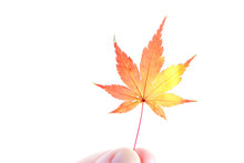 Autumn Red And Yellow Leaves Of Japanese Maple Momiji On A White Background