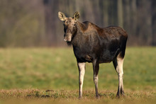 Elk / Moose (Alces Alces) Close Up