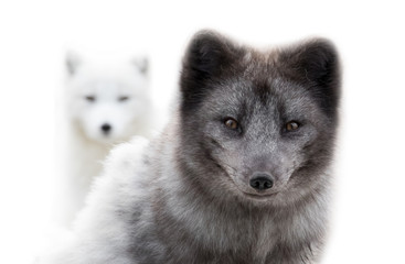 Wall Mural - Close up of two arctic foxes looking at camera a gray one close by and a white one farther