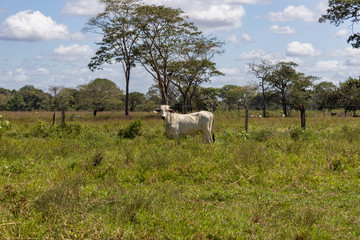 Wall Mural - cow in field in Venezuela