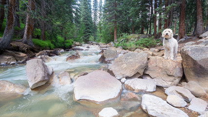 Falls on the Front Range River #3