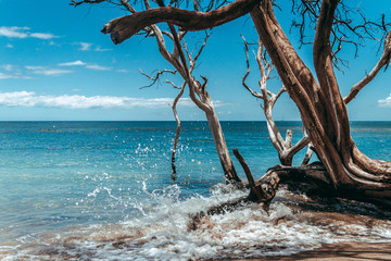 Wall Mural - driftwood and tree on beach ocean water splashing break white wash