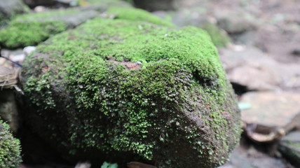 moss on rock