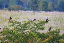 Group Of Oriental Pied Hornbill Family With New Chick Practice Flying In Khaoyai National Park, Thailand