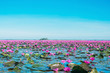 Bloom water lily flowers at the lake, Wonderful pink or red water lily landscape mlooming