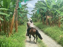 Man Riding A Horse In A Banana Tree Field In Colombia