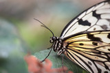 Fototapeta Zwierzęta - White butterfly macro