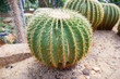 cactaceae echinocactus grusonii with spikes Is a plant that grows in the desert