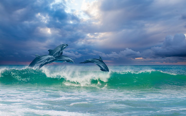 Wall Mural - Group of dolphins jumping on the water at sunset