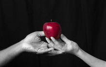 Hand Gives Red Apple To Other Hand. Diversity Or Religious Concept. Valentines Day 