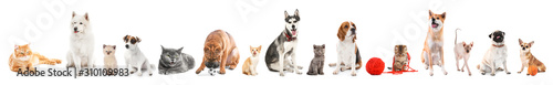 Different dogs and cats on white background Poster Mural XXL