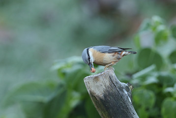 Wall Mural - a nuthatch (sitta europaea) perched on an old tree stump with a nut in its beak.