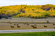 Hay Bales On Manitoba Farmland In The Parkland Region