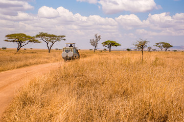 safari tourists on game drive with jeep car in serengeti national park in beautiful landscape scener